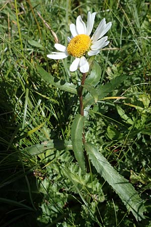 Leucanthemum adustum subsp. adustum \ Westliche Berg-Margerite, Berg-Wucherblume / Western Mountain Ox-Eye Daisy, I Südtirol,  Plätzwiese 5.7.2022