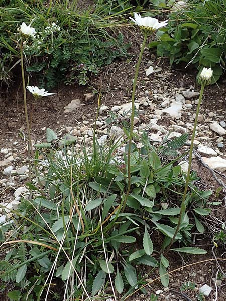 Leucanthemum adustum subsp. adustum \ Westliche Berg-Margerite, Berg-Wucherblume / Western Mountain Ox-Eye Daisy, I Südtirol,  Plätzwiese 5.7.2022