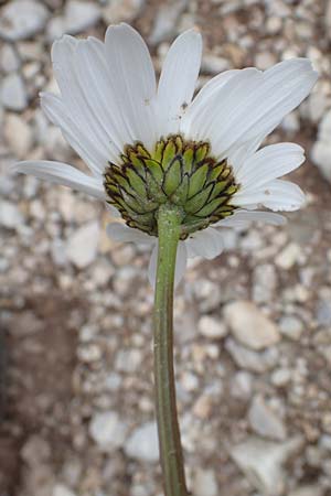 Leucanthemum adustum subsp. adustum \ Westliche Berg-Margerite, Berg-Wucherblume / Western Mountain Ox-Eye Daisy, I Südtirol,  Plätzwiese 5.7.2022