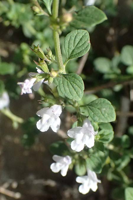 Clinopodium calamintha \ Kleinbltige Bergminze / Lesser Calamint, I Liguria, Cinque Terre 28.9.2023