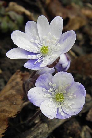 Hepatica nobilis \ Leberblmchen / Liverleaf, I Eppan 24.3.2013