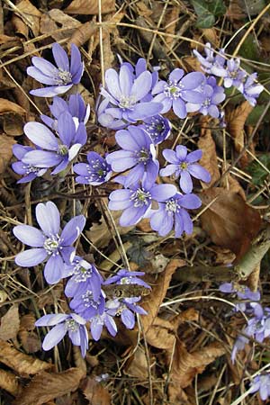 Hepatica nobilis \ Leberblmchen / Liverleaf, I Eppan 24.3.2013