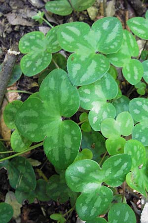 Hepatica nobilis \ Leberblmchen / Liverleaf, I Finale Ligure 22.5.2013