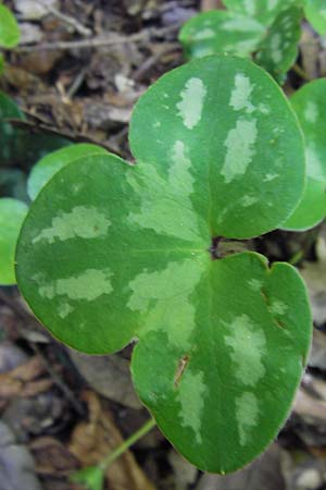 Hepatica nobilis \ Leberblmchen / Liverleaf, I Finale Ligure 22.5.2013