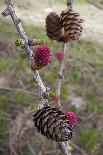 Larix decidua \ Europische Lrche / European Larch, I Liguria, Imperia, Monte Saccarello 29.5.2013