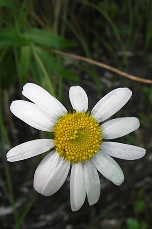 Leucanthemum adustum subsp. adustum \ Westliche Berg-Margerite, Berg-Wucherblume / Western Mountain Ox-Eye Daisy, I Liguria, Zuccarello 19.5.2013