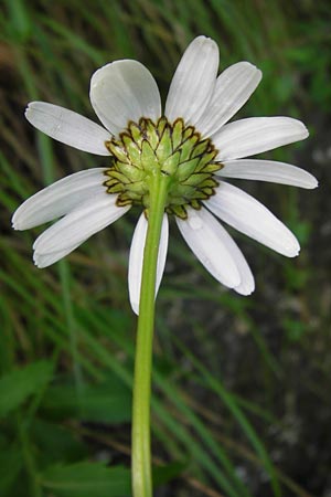 Leucanthemum adustum subsp. adustum \ Westliche Berg-Margerite, Berg-Wucherblume, I Liguria, Zuccarello 19.5.2013