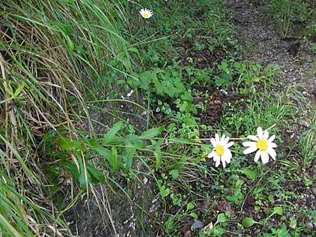 Leucanthemum adustum subsp. adustum \ Westliche Berg-Margerite, Berg-Wucherblume, I Liguria, Zuccarello 19.5.2013