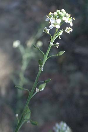 Lepidium graminifolium \ Grasblttrige Kresse / Tall Pepperwort, I Liguria, Sestri Levante 3.10.2023