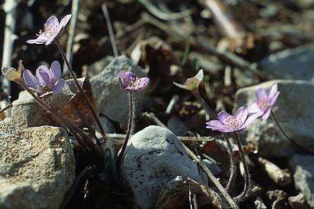 Hepatica nobilis \ Leberblmchen / Liverleaf, I Terlago 9.4.1993