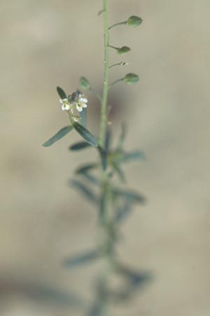Lepidium graminifolium \ Grasblättrige Kresse / Tall Pepperwort, I Gardasee, Bardolino / Lago del Benaco, Bardolino 9.9.2007