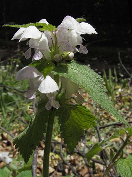 Lamium flexuosum \ Biegsame Taubnessel / Flexible Dead-Nettle, I Norcia 7.6.2007