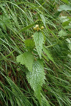 Lamium flavidum \ Blassgelbe Goldnessel / Pale Yellow Archangel, I Alpi Bergamasche, Pizzo Arera 5.6.2017