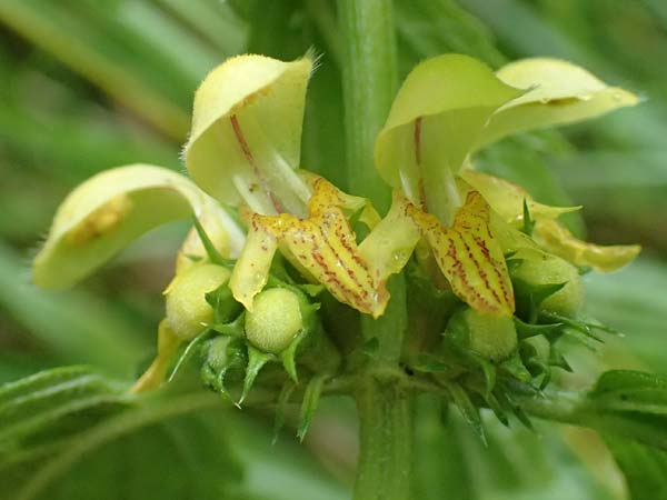 Lamium flavidum \ Blassgelbe Goldnessel / Pale Yellow Archangel, I Alpi Bergamasche, Pizzo Arera 5.6.2017