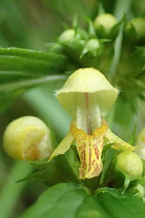 Lamium flavidum \ Blassgelbe Goldnessel / Pale Yellow Archangel, I Alpi Bergamasche, Pizzo Arera 5.6.2017