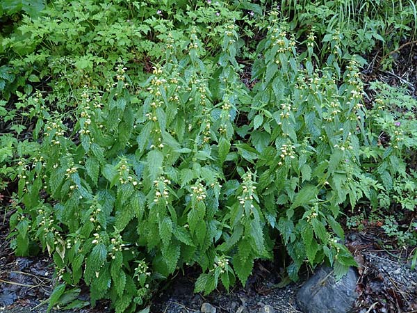 Lamium flavidum \ Blassgelbe Goldnessel / Pale Yellow Archangel, I Alpi Bergamasche, Zambla Alta 7.6.2017