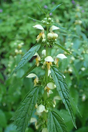 Lamium flavidum \ Blassgelbe Goldnessel / Pale Yellow Archangel, I Alpi Bergamasche, Zambla Alta 7.6.2017