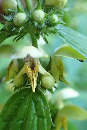 Lamium flavidum \ Blassgelbe Goldnessel / Pale Yellow Archangel, I Alpi Bergamasche, Zambla Alta 7.6.2017