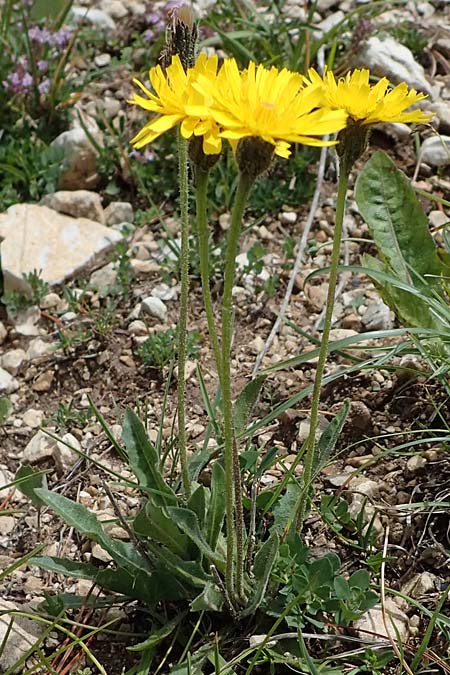 Leontodon hispidus \ Rauer Lwenzahn, Steifhaariges Milchkraut / Rough Hawkbit, I Südtirol,  Plätzwiese 5.7.2022