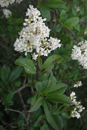 Ligustrum vulgare / Wild Privet, I Perugia 3.6.2007