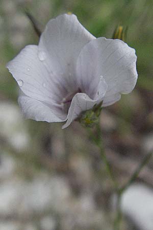 Linum tenuifolium \ Schmalblttriger Lein / Narrow-Leaved Flax, I Gole del Salinello bei/near Ripe 6.6.2007
