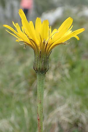 Leontodon incanus / Grey Hawkbit, I Alpi Bergamasche, Monte Alben 11.6.2017