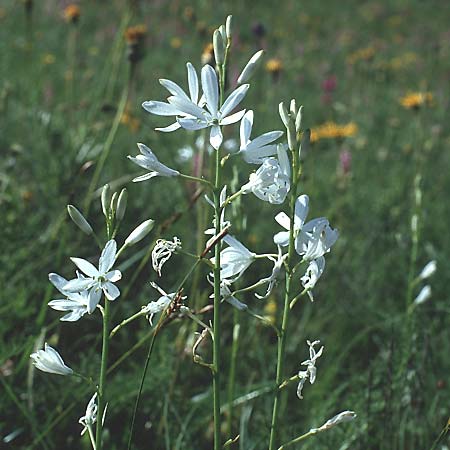 Anthericum liliago \ Astlose Graslilie / St. Bernard's Lily, I Matscher Tal / Valley 28.6.1993