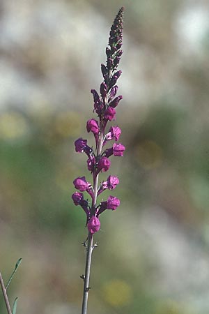 Linaria purpurea / Purple Toadflax, I Toscana, Alberese 25.4.1998