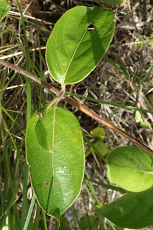 Lonicera japonica / Japanese Honeysuckle, I Iseosee, Sulzano 8.6.2017