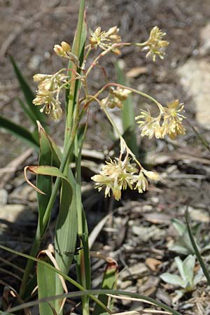 Luzula lutea \ Gold-Hainsimse / Yellow Wood-Rush, I Passo San Marco 10.6.2017