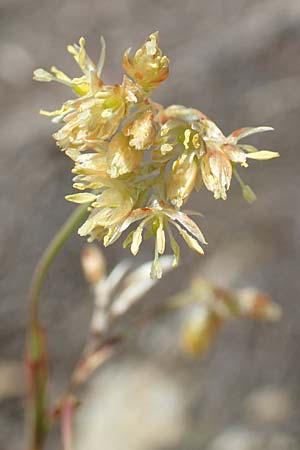 Luzula lutea \ Gold-Hainsimse / Yellow Wood-Rush, I Passo San Marco 10.6.2017