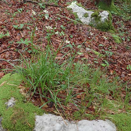 Luzula nivea \ Schneeweie Hainsimse / Swow-white Wood-Rush, I Alpi Bergamasche, Seriana-Valpiana 6.6.2017