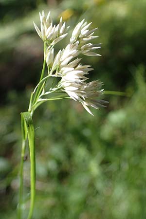 Luzula nivea \ Schneeweie Hainsimse / Swow-white Wood-Rush, I Pragser Wildsee 6.7.2022