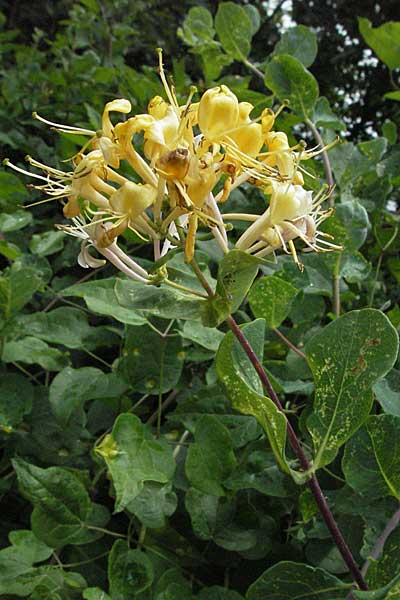 Lonicera etrusca \ Etruskisches Geiblatt, I Ancona 29.5.2007