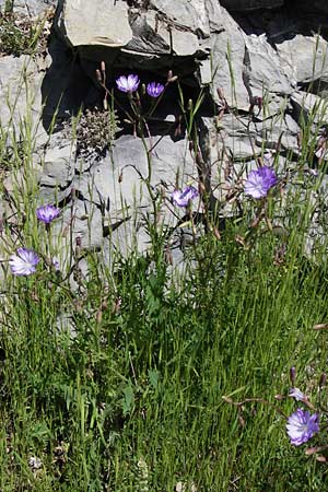 Lactuca perennis \ Blauer Lattich / Blue Lettuce, I Liguria, Molini di Triora 26.5.2013