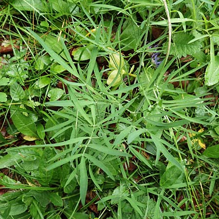 Laserpitium peucedanoides / Sermountain, I Alpi Bergamasche, Seriana-Valpiana 6.6.2017