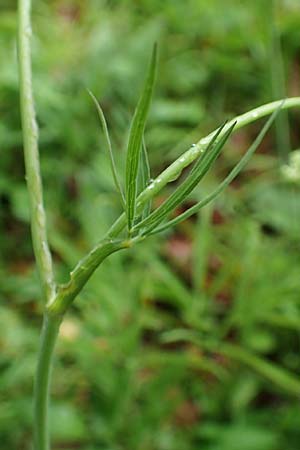 Laserpitium peucedanoides / Sermountain, I Alpi Bergamasche, Seriana-Valpiana 6.6.2017