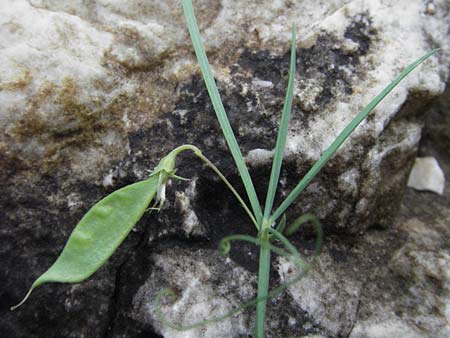 Lathyrus setifolius / Brown Vetchling, Narrow-Leaved Red Vetchling, I San Benedetto del Tronco 6.6.2007