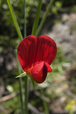 Lathyrus setifolius \ Grasblttrige Platterbse, I Liguria, Toirano 20.5.2013