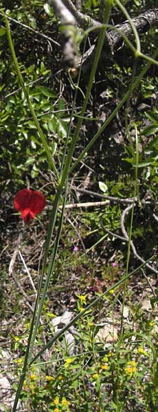 Lathyrus setifolius \ Grasblttrige Platterbse / Brown Vetchling, Narrow-Leaved Red Vetchling, I Liguria, Toirano 20.5.2013