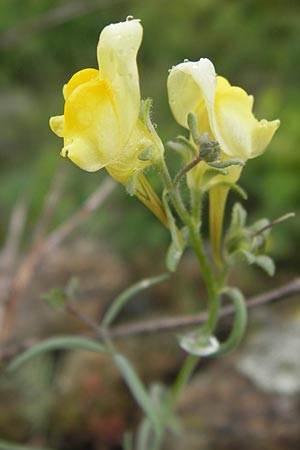 Linaria supina \ Niedriges Leinkraut / Prostrate Toadflax, I Liguria, Sassello 25.5.2013