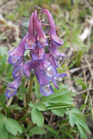 Corydalis solida \ Fester Lerchensporn, Gefingerter Lerchensporn / Bird in a Bush, I Liguria, Imperia, Monte Saccarello 29.5.2013