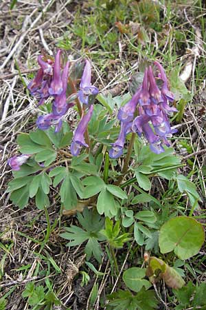 Corydalis solida \ Fester Lerchensporn, Gefingerter Lerchensporn, I Liguria, Imperia, Monte Saccarello 29.5.2013