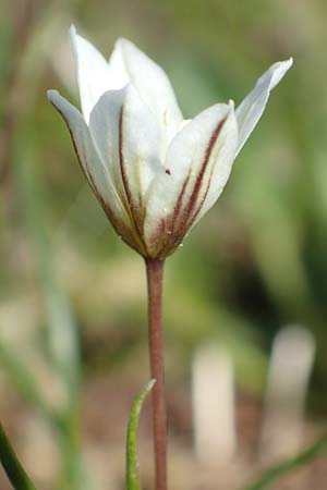 Gagea serotina \ Spte Faltenlilie / Snowdon Lily, I Passo San Marco 10.6.2017