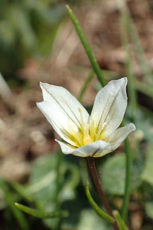 Gagea serotina / Snowdon Lily, I Passo San Marco 10.6.2017