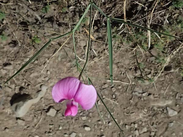 Lathyrus sylvestris / Narrow-Leaved Flat Pea, I Liguria, Cinque Terre 28.9.2023