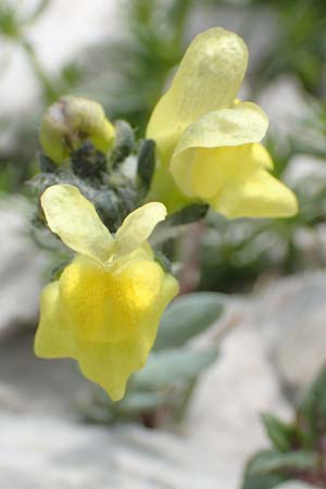 Linaria tonzigii \ Bergamasker Leinkraut / Tonzig's Toadflax, I Alpi Bergamasche, Pizzo Arera 9.6.2017