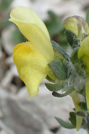 Linaria tonzigii \ Bergamasker Leinkraut / Tonzig's Toadflax, I Alpi Bergamasche, Pizzo Arera 9.6.2017