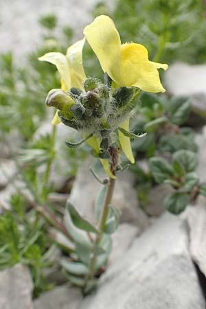 Linaria tonzigii \ Bergamasker Leinkraut / Tonzig's Toadflax, I Alpi Bergamasche, Pizzo Arera 9.6.2017