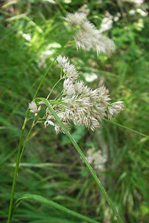 Luzula nivea \ Schneeweie Hainsimse / Swow-white Wood-Rush, I Vicenza 17.7.2010